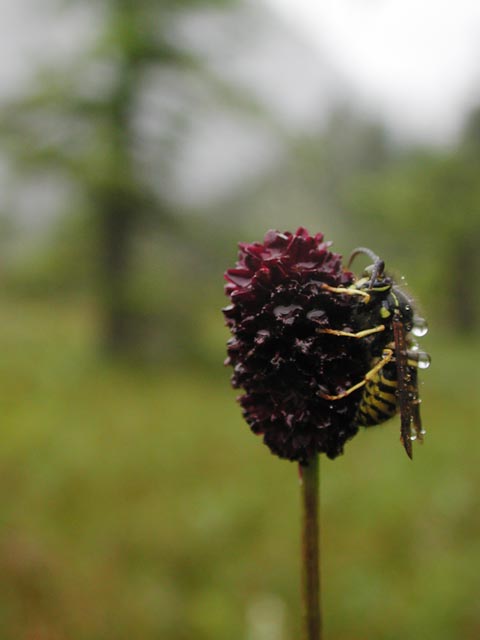 Great Burnet and a Wasp --(Sanguisorba officinalis) (21683 bytes)