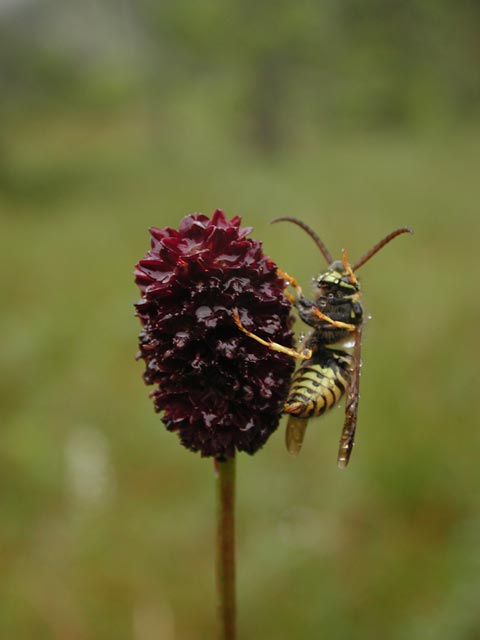 Great Burnet and a Wasp --(Sanguisorba officinalis) (22646 bytes)