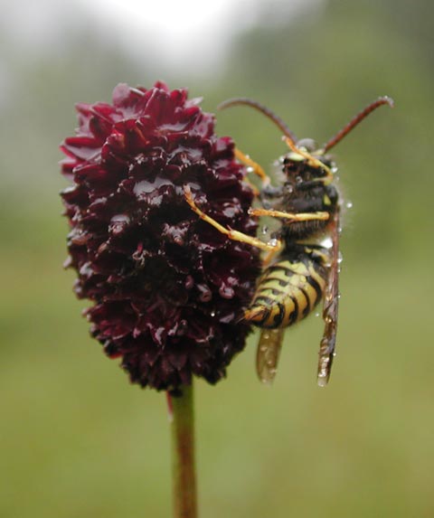 Great Burnet and a Wasp --(Sanguisorba officinalis) (26239 bytes)