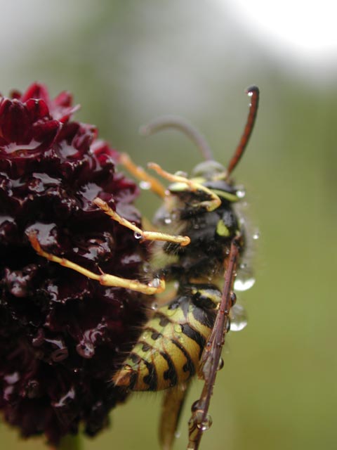Close View of Wasp (31758 bytes)