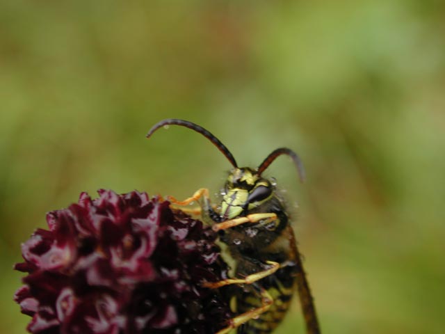 Close View of Wasp (23197 bytes)