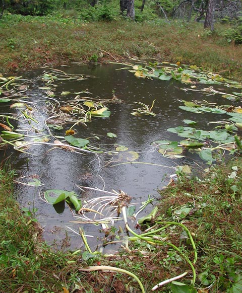 Torn up Pond Lilies (98315 bytes)