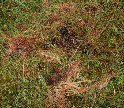 More Pulled up Grass (106311 bytes)