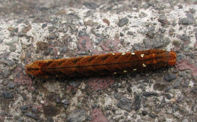 Brown Caterpillar (62188 bytes)
