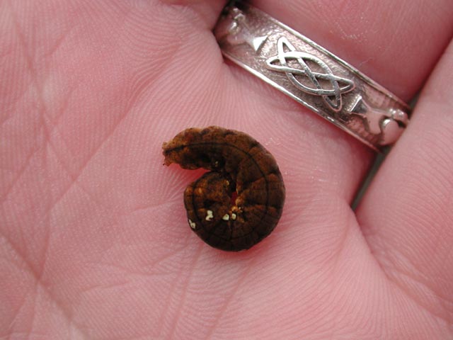 Brown Caterpillar (38226 bytes)