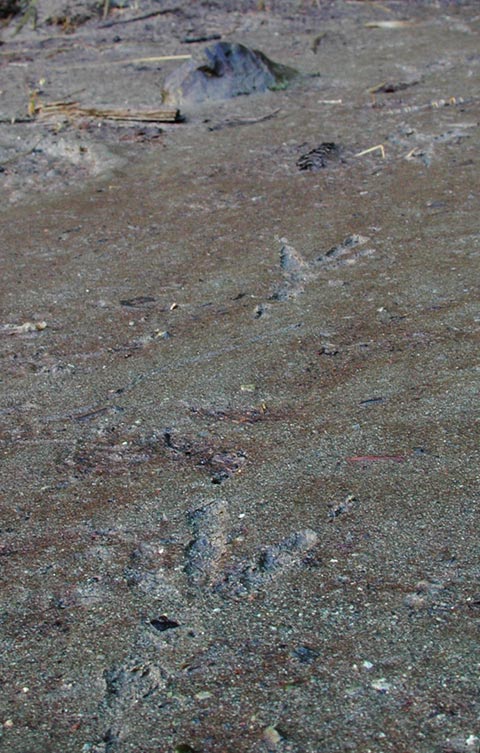 Raven Tracks in the Mud (98807 bytes)