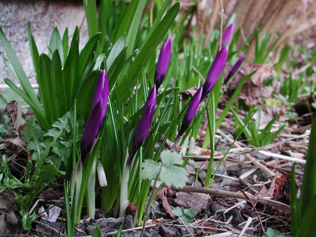 Early Spring Flowers (74541 bytes)