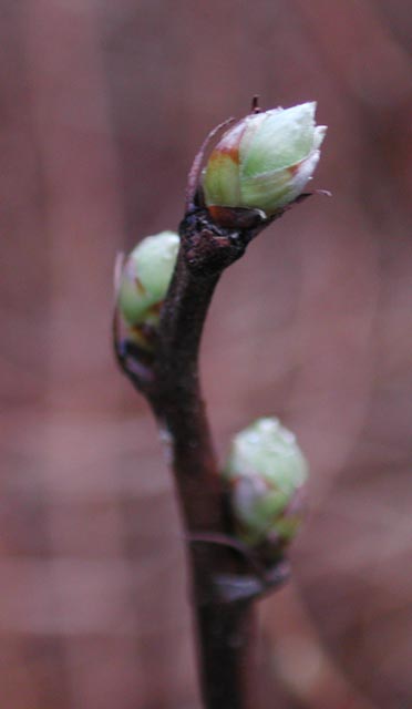 Salmonberry Bud (15159 bytes)