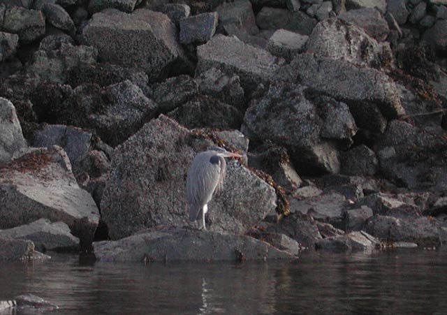 Heron on the Rocks (55403 bytes)