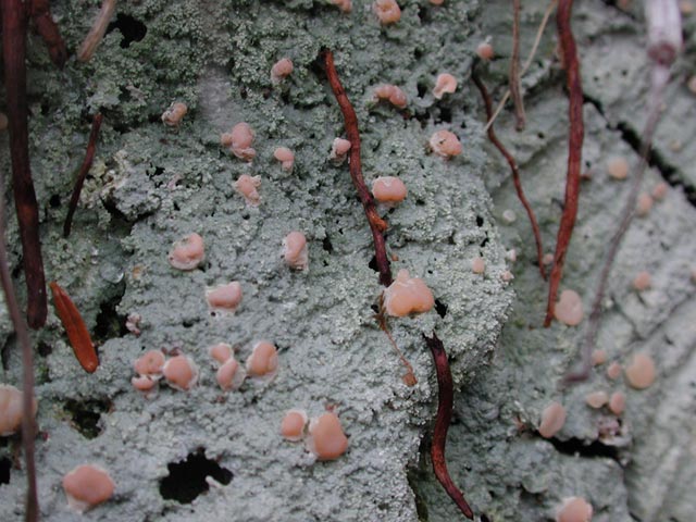 Lichen and Roots (68108 bytes)