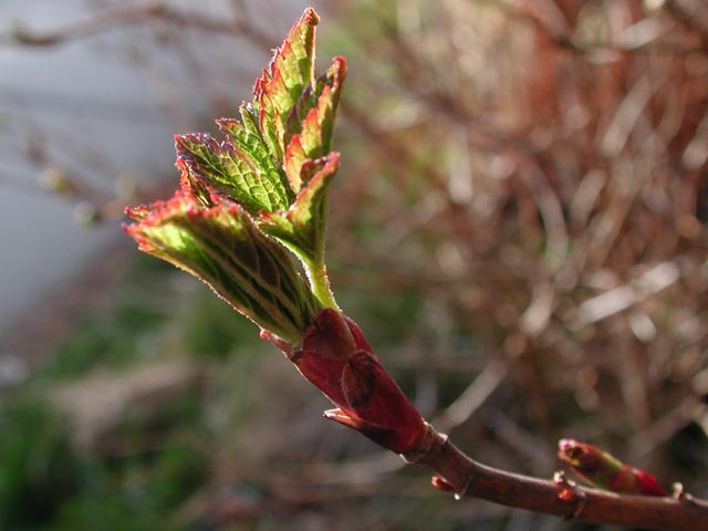 New Leaves on a Currant (36092 bytes)