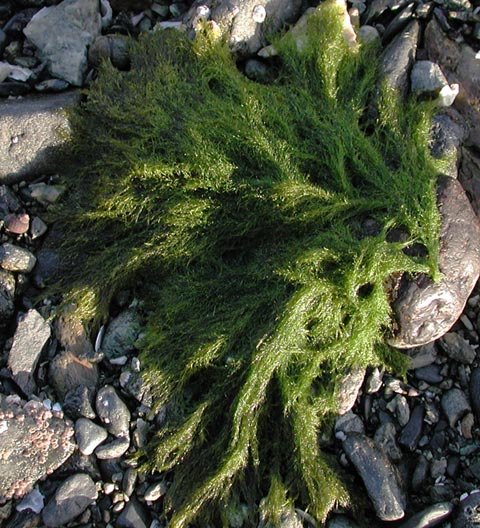 Sea Moss (81261 bytes)