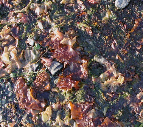 Spring Seaweed (80345 bytes)