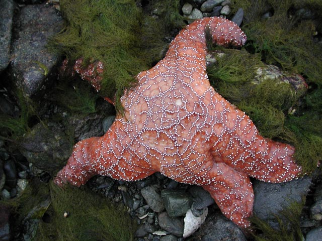 Orange Starfish (82000 bytes)