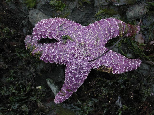 Purple Starfish (84499 bytes)