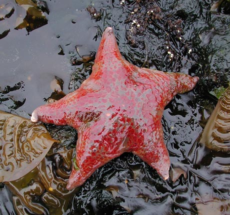Red Starfish (61056 bytes)