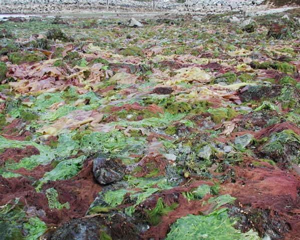 Colorful Seaweed (106528 bytes)