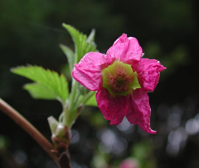 Salmonberry Flower I (29904 bytes)