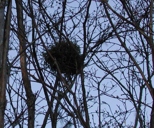 Bird Nest (86275 bytes)