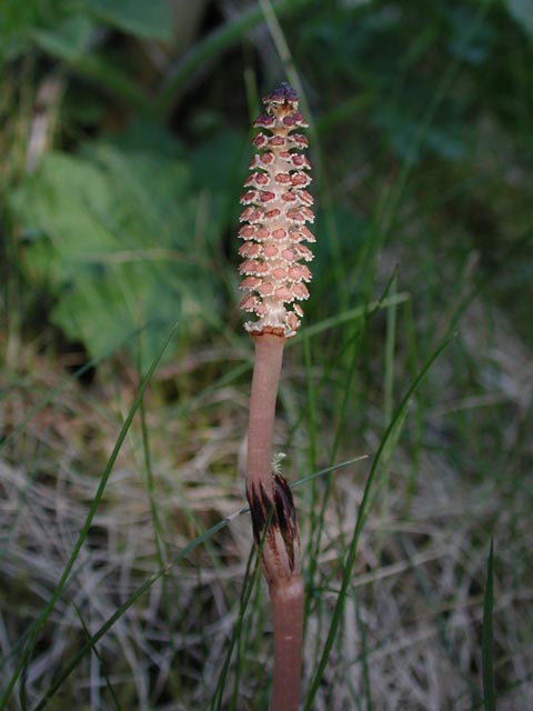 Common Horsetail --(Equisetum arvense) (38793 bytes)