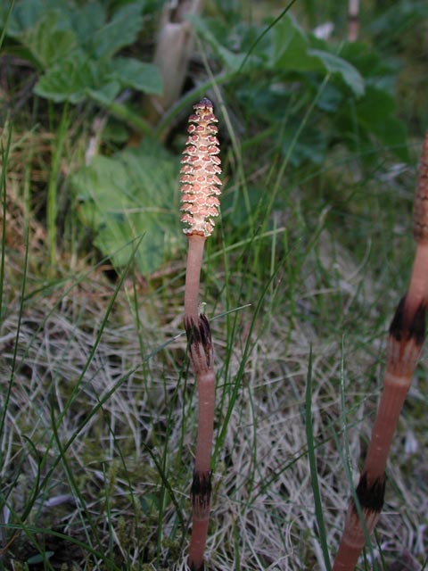 Common Horsetail --)Equisetum arvense</i> (55620 bytes)