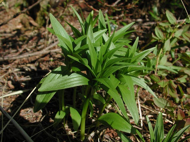 Black Lily --(Fritillaria camschatcensis) (70822 bytes)