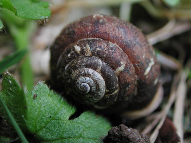 Snail (45954 bytes)