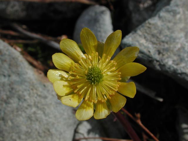 Cooley's Buttercup Flower --(Ranunculus cooleyae) (35499 bytes)