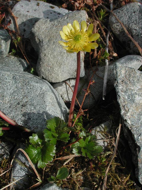 Cooley's Buttercup --(Ranunculus cooleyae) (84625 bytes)