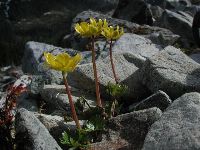 Cooley's Buttercup --(Ranunculus cooleyae) (63971 bytes)