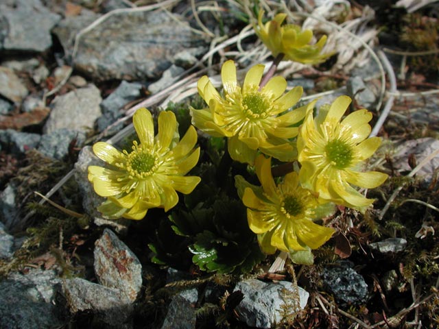 Cooley's Buttercup --(Ranunculus cooleyae) (70002 bytes)