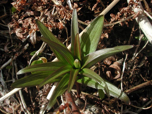 Black Lily --(Fritillaria camschatcensis) (78853 bytes)