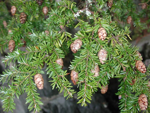 Hemlock Cones --(Tsuga heterophylla) (96280 bytes)