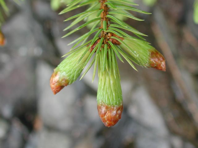 Sitka Spruce Tips --(Picea sitchensis) (33765 bytes)