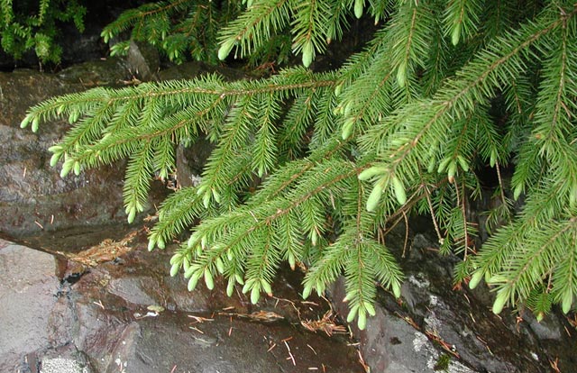 Sitka Spruce Tips --(Picea sitchensis) (96492 bytes)