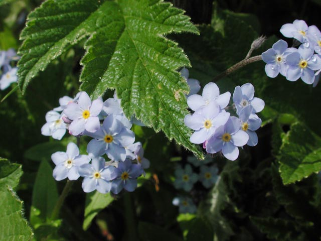 Forget-Me-Not (49206 bytes)