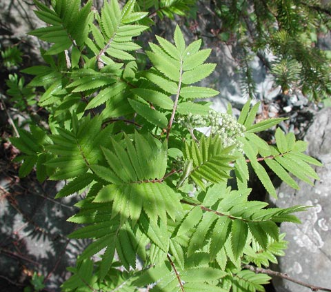 Western Mountain Ash --(Sorbus scopulina) (58929 bytes)