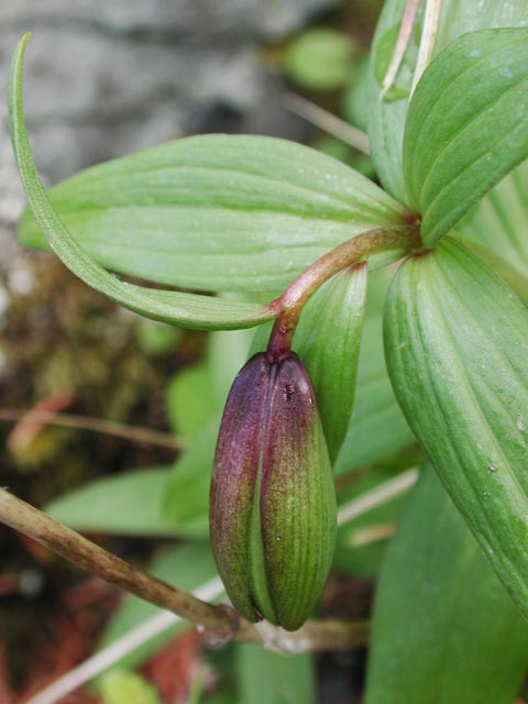 Black Lily Bud --(Fritillaria camschatcensis) (39284 bytes)