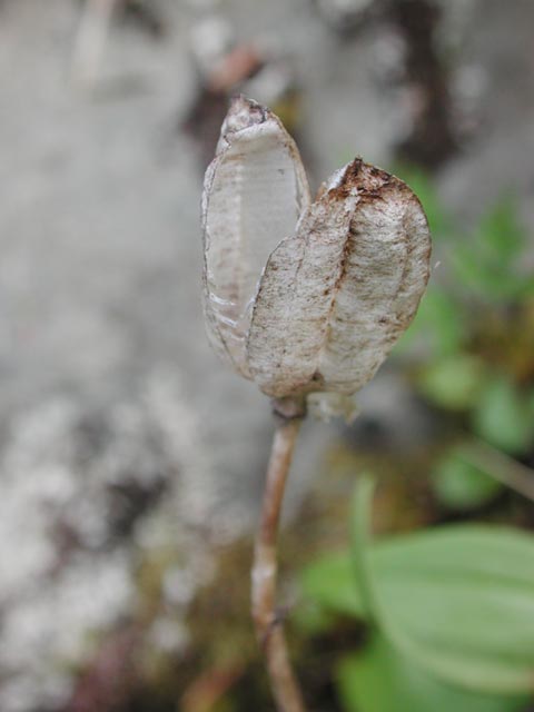 Black Lily Seed Pod --(Fritillaria camschatcensis) (25105 bytes)
