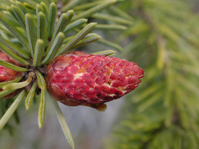 Sitka Spruce Pollen Cone --(Picea sitchensis) (40898 bytes)