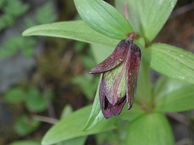 Black Lily --(Fritillaria camschatcensis) (30607 bytes)
