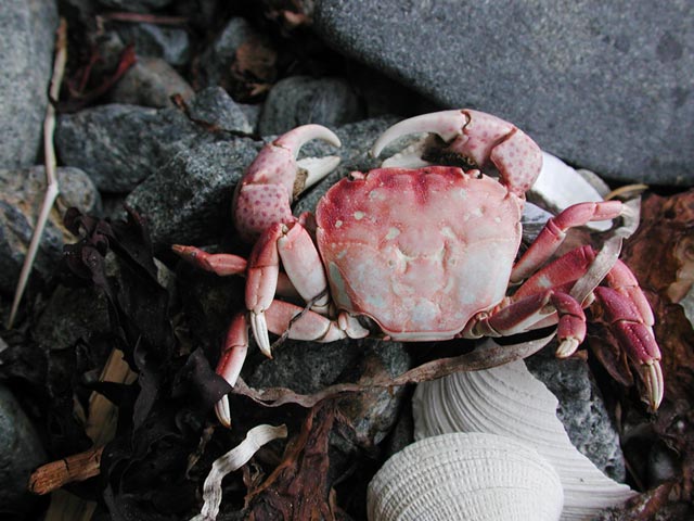 Dead Crab (61547 bytes)