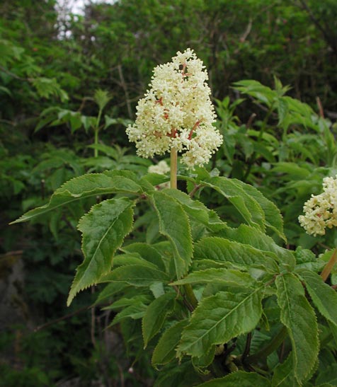 Elderberry Flowers --(Sambucus racemosa) (51035 bytes)
