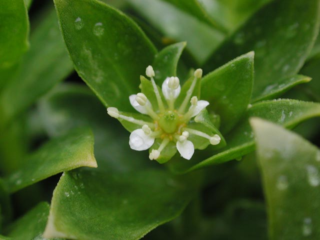 Beach Greens Flower --(Honkenya peploides) (30696 bytes)