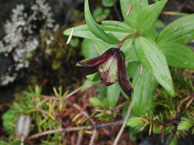 Black Lily --(Fritillaria camschatcensis) (46585 bytes)