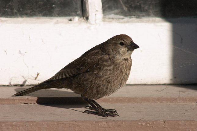 Juvenile Brown-headed Cowbird --(Molothrus ater) (41244 bytes)