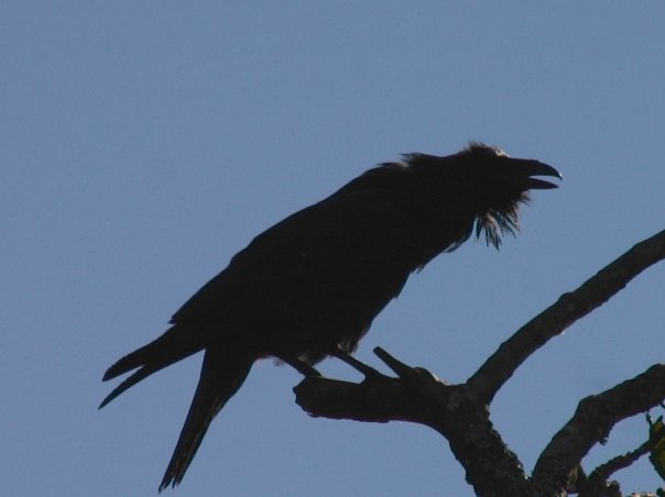 Calling Raven --(Corvus corax) (25167 bytes)