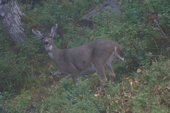 Sitka Blacktail Deer --(Odocoileus hemionus sitkensis) (69693 bytes)