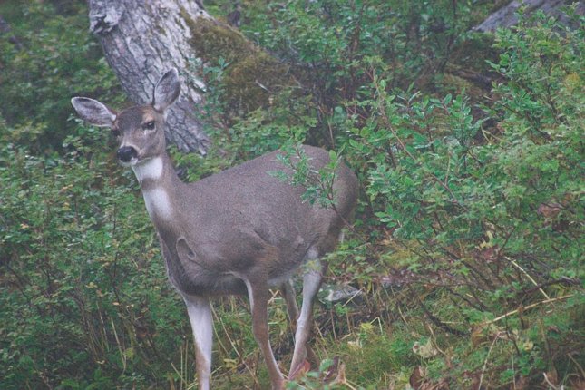 Sitka Blacktail Deer --(Odocoileus hemionus sitkensis) (86521 bytes)