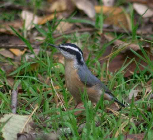 Red-breasted Nuthatch --(Sitta canadensis) (60931 bytes)